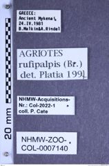 Etiketten zu Agriotes rufipalpis (Brullé, 1832) (NHMW-ZOO-COL-0007140)